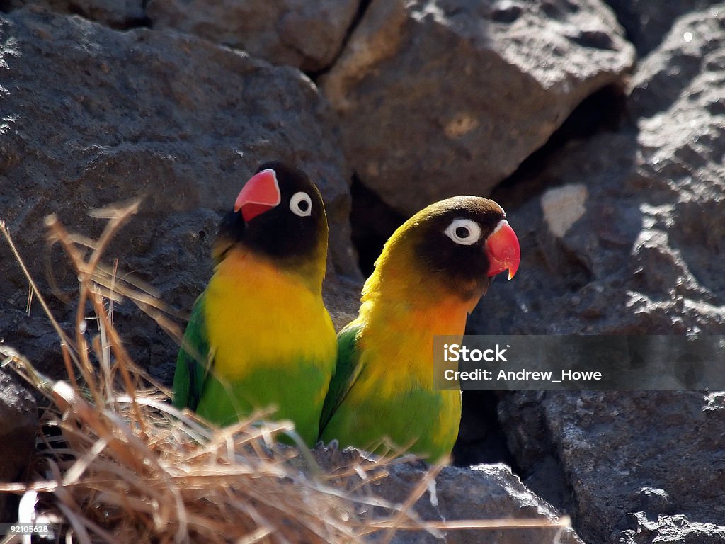 Masken Lovebird (Agapornis personata) Wild - Lizenzfrei Bunt - Farbton Stock-Foto