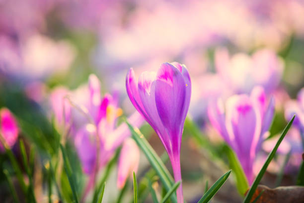 istock Beautiful spring background, violet crocus or saffron flowers in nature 921057582