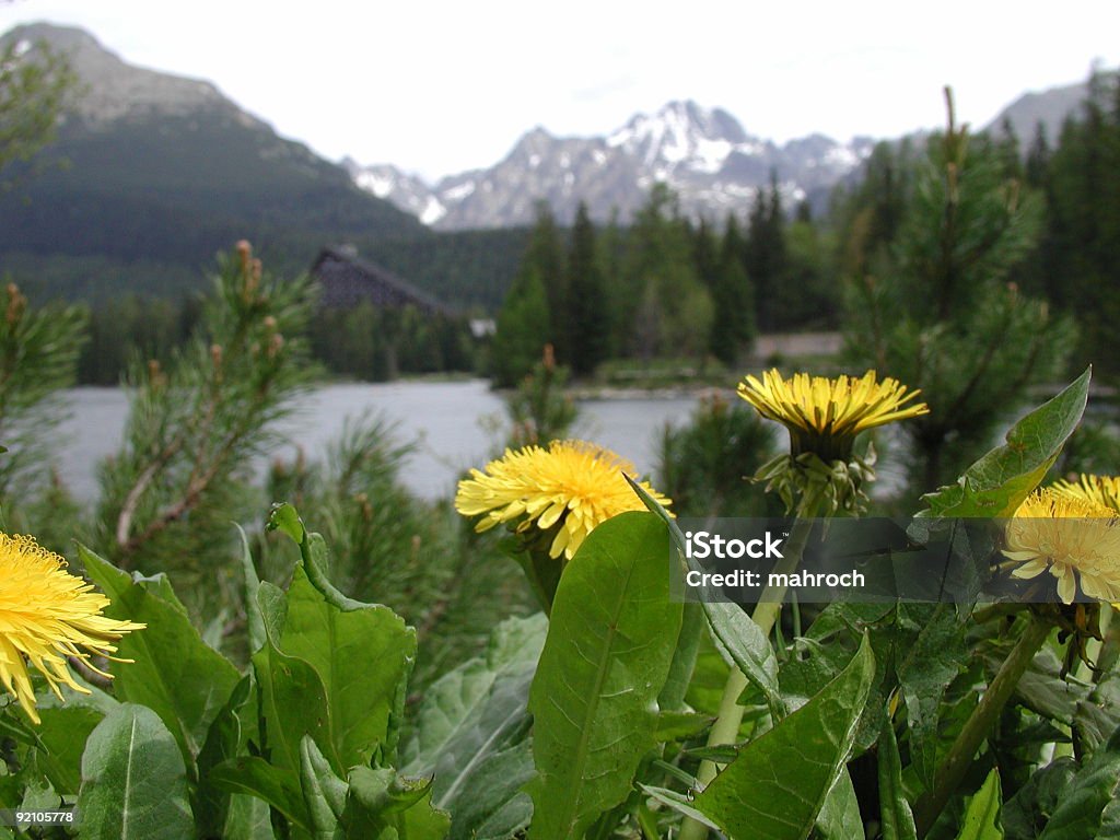 Yellow flowers at strbske lake in High Tatras Strbske pleso in High Tatras mountains in Slovakia. Yellow flowers are "dandelions". Blossom Stock Photo