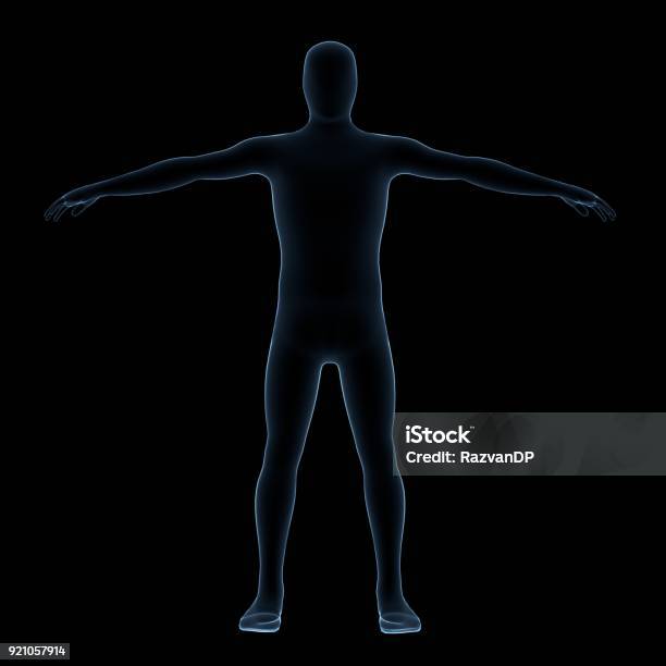 Human Body Xray Stock Photo - Download Image Now - Adult, Anaerobic Exercise, Anatomy