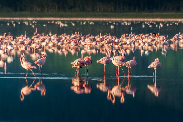 istock Flocks of pink flamingos 921057996