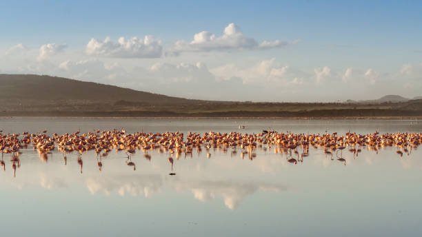 schwärme von rosa flamingos - lake nakuru stock-fotos und bilder