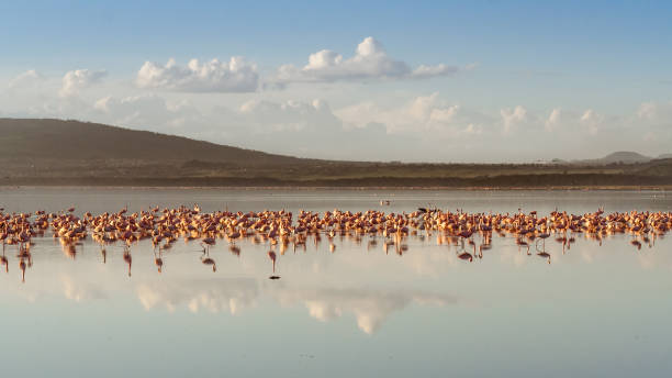 troupeaux de flamants roses - lake nakuru photos et images de collection