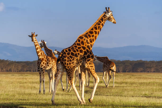 rothschild giraffen (giraffa giraffe) - lake nakuru stock-fotos und bilder