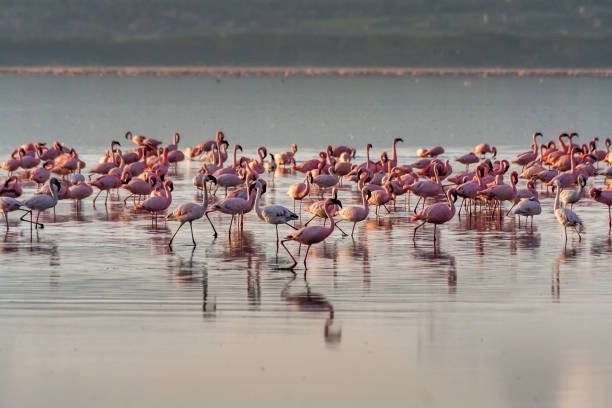 istock Flocks of pink flamingos 921058004