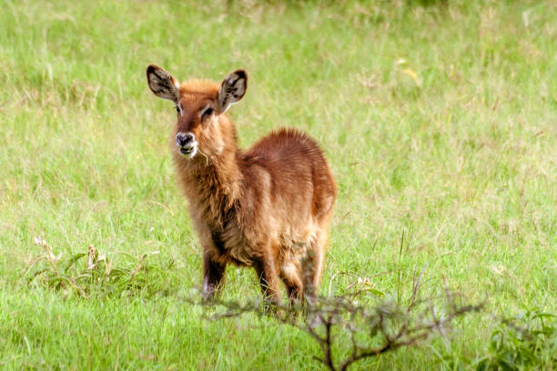 istock Young brown antelope Waterbuck 921058014