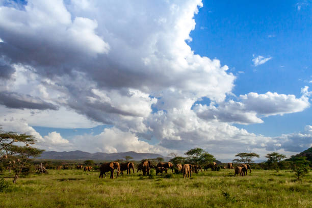 istock Herd of elephants in the african savannah 921058052