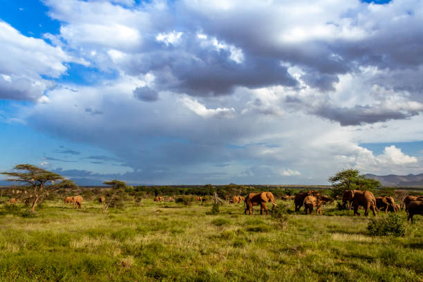 istock Herd of elephants in the african savannah 921058056