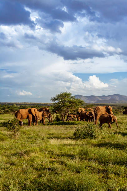 istock Herd of elephants in the african savannah 921058068