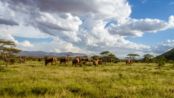 istock Herd of elephants in the african savannah 921058080