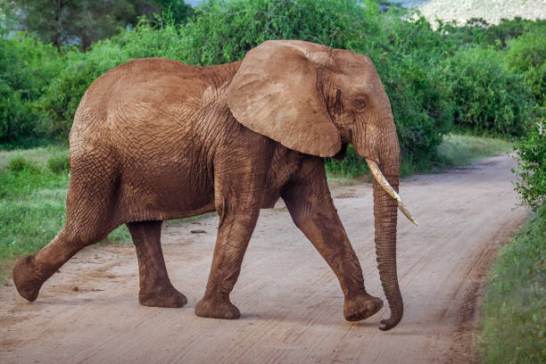 istock Single adult elephant crossing unpaved road 921058098