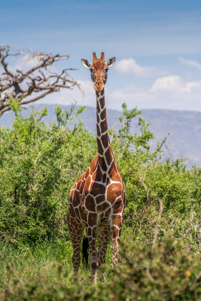 istock African giraffe, Maasai Mara Game Reserve, Kenya 921058112