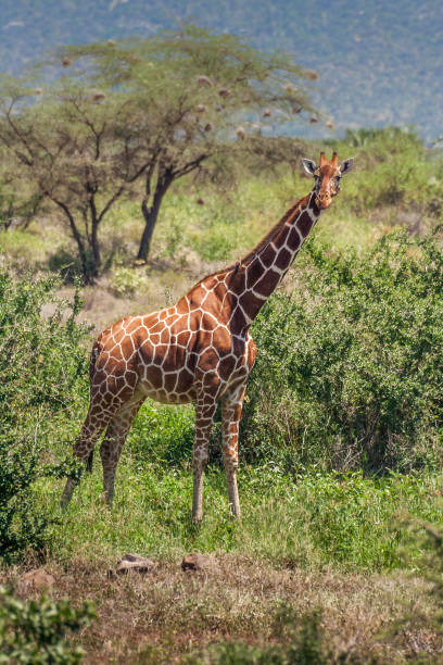istock African giraffe, Maasai Mara Game Reserve, Kenya 921058116