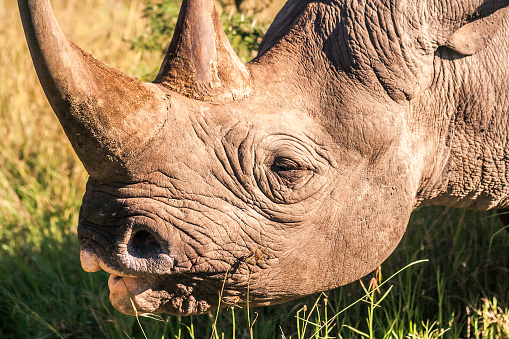 Black rhinoceros in the african savannah