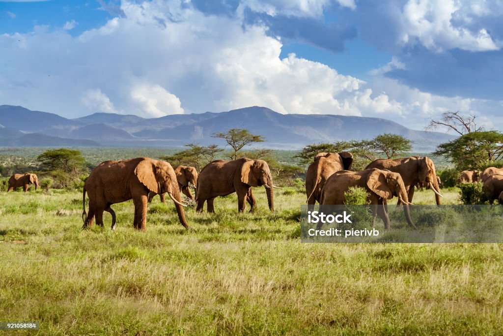 Mandria di elefanti nella savana africana - Foto stock royalty-free di Repubblica Sudafricana