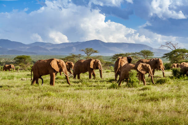 kudde olifanten in de afrikaanse savanne - zuid afrika stockfoto's en -beelden