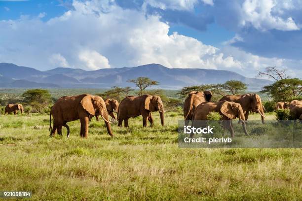 Herd Of Elephants In The African Savannah Stock Photo - Download Image Now - South Africa, Kruger National Park, Safari