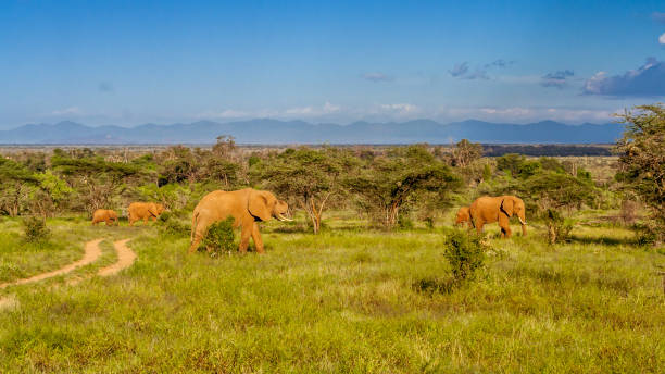 istock Herd of elephants in the african savannah 921058190