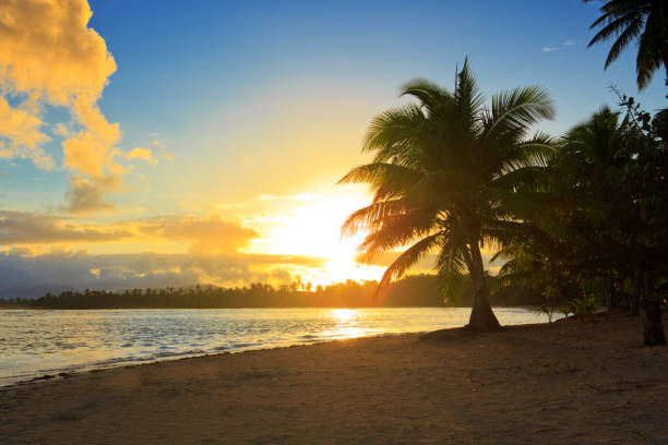 istock Tropical sunrise with coconut palm trees 921058316