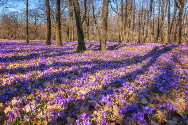 istock Beautiful spring forest with blossoming violet crocus or saffron flowers 921058338