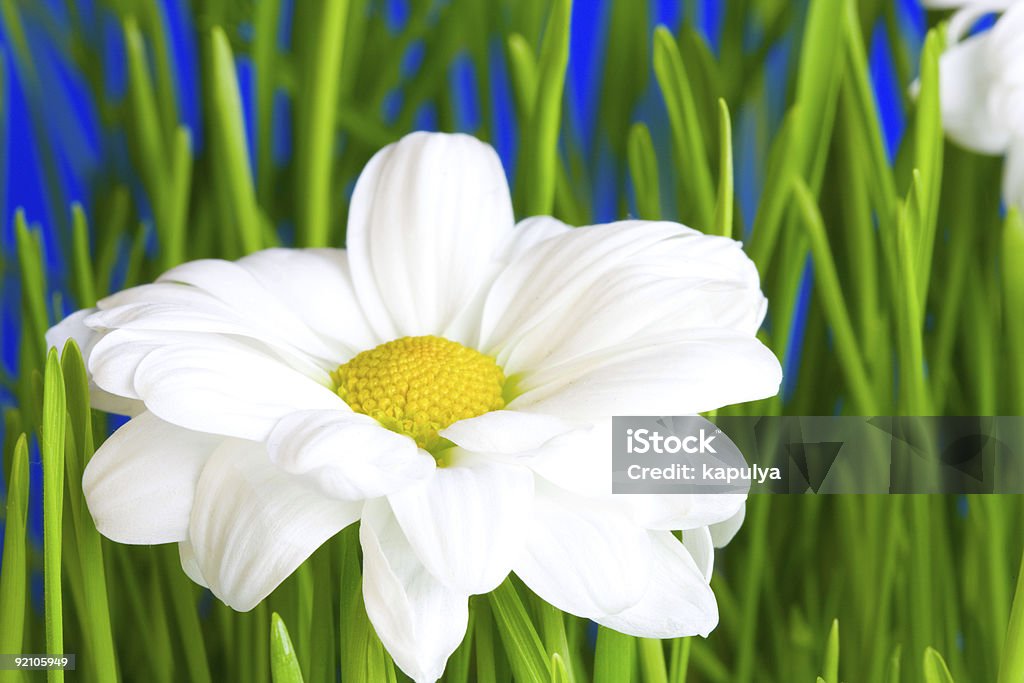 Camomile - Royalty-free Beleza natural Foto de stock