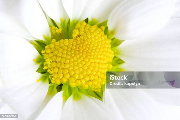 Camomile Foto de stock y más banco de imágenes de Belleza de la naturaleza - Belleza de la naturaleza, Botánica, Color - Tipo de imagen