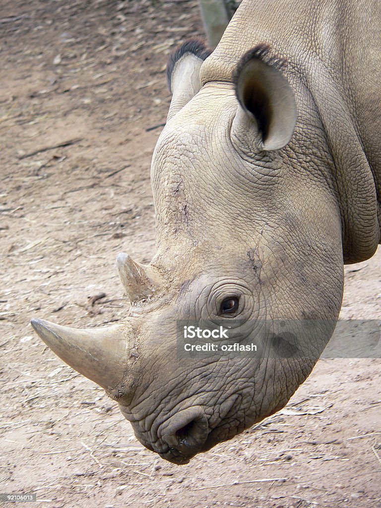 young rhino  Africa Stock Photo