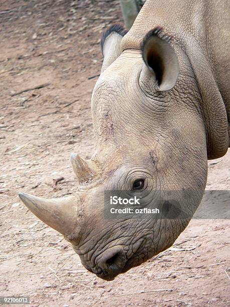 Young Rhino Stock Photo - Download Image Now - Africa, Animal, Animal Wildlife