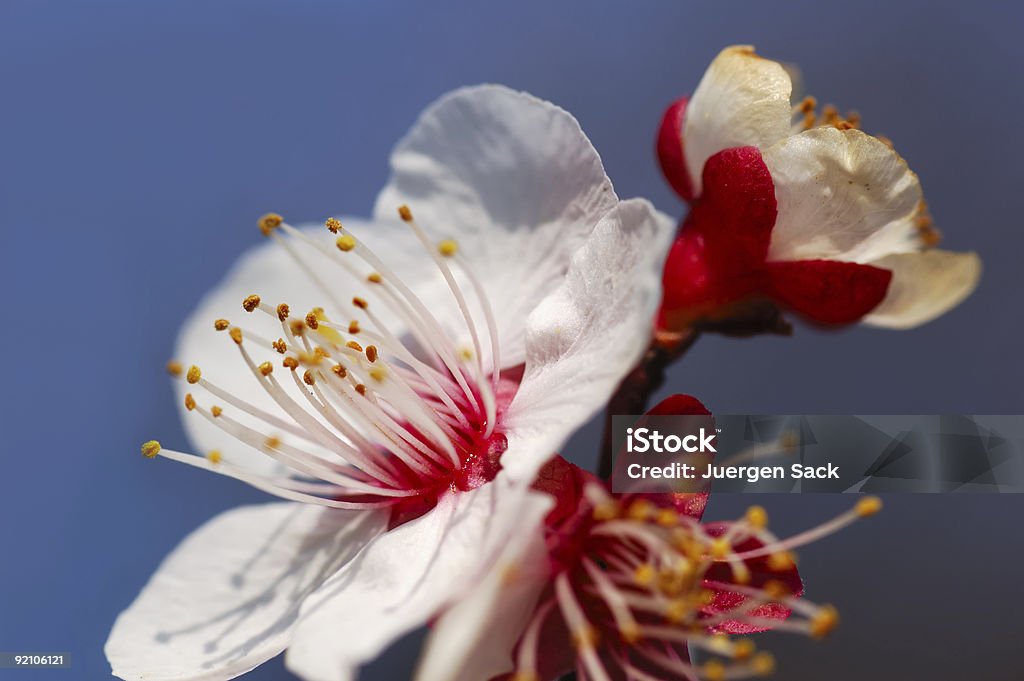 Flor de ameixa - Royalty-free Ameixa - Fruta Foto de stock