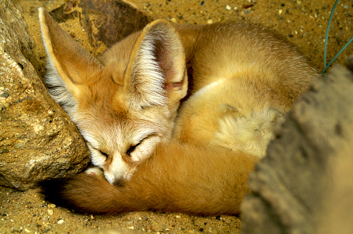 Fennec fox sleeping under its heater lamp at the zoo