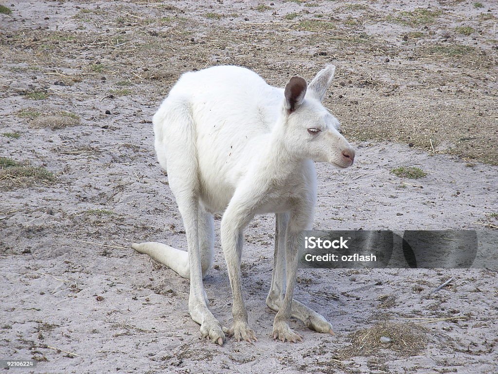 canguru Albino - Foto de stock de Albino royalty-free