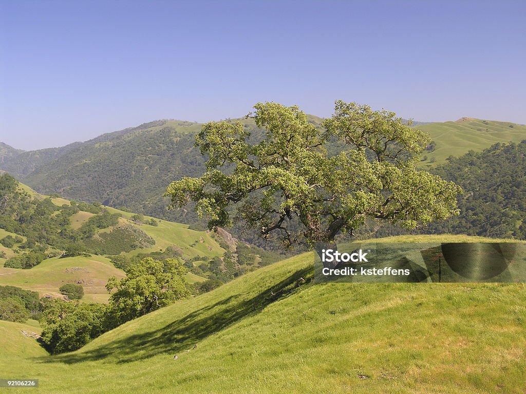 Valley Oak Tree - California  Hill Stock Photo