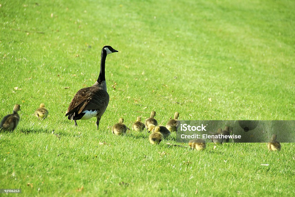 Ganso-mãe - Royalty-free Amarelo Foto de stock