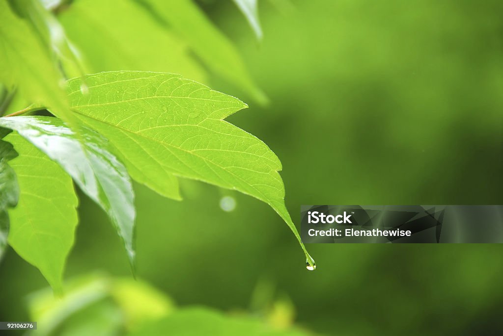 Green leaf Regen - Lizenzfrei Gegenlicht Stock-Foto