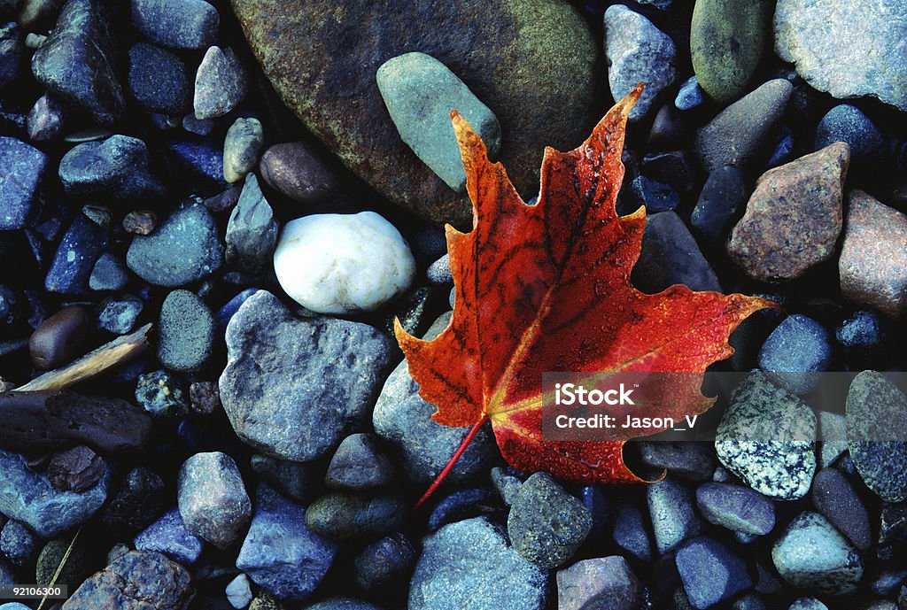 Hoja con Dew on the Rocks - Foto de stock de Color - Tipo de imagen libre de derechos