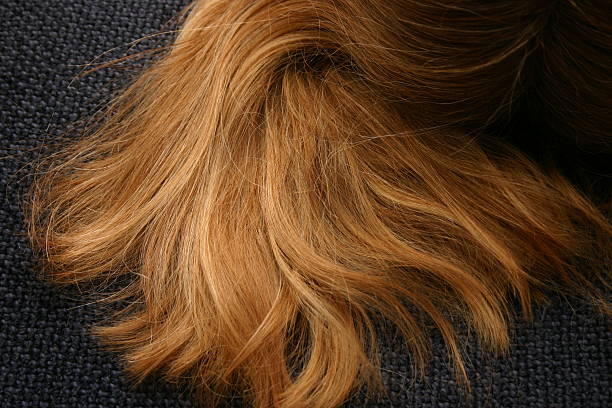 istock Lovely Hair 92106315