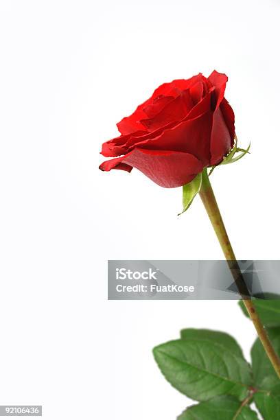 Rosa Rossa - Fotografie stock e altre immagini di Amore - Amore, Bianco, Capolino