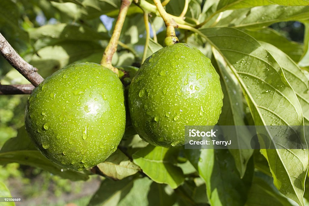 Avocados - Lizenzfrei Avocado Stock-Foto