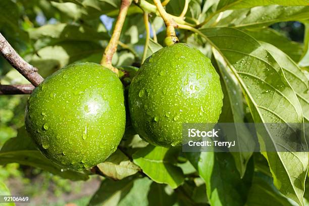 Foto de Abacate e mais fotos de stock de Abacate - Abacate, Árvore, Dois Objetos