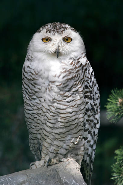 Grumpy white owl (Bubo scandiacus), female, perching on a thick branch ruffled up in threatening pose.