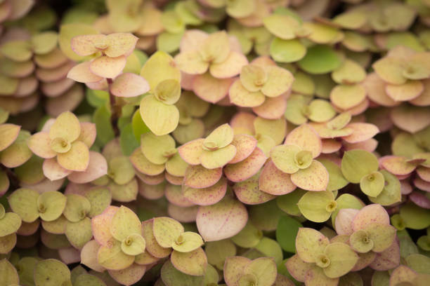 istock group of small plant 921065650