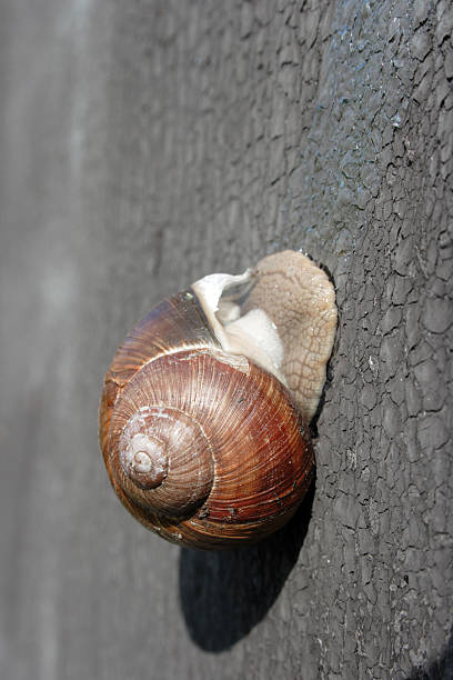 Snail on the Wall stock photo