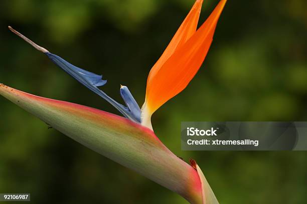 植物園ⅶ - カラー画像のストックフォトや画像を多数ご用意 - カラー画像, 人物なし, 写真