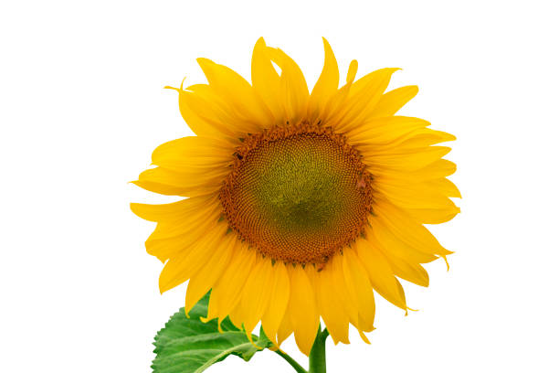 istock Sunflower Single Flower - Marco beautiful 921070092
