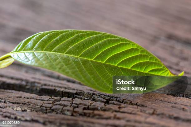 Leaves Of Mitragyna Speciosa Drugs And Medicinal Plant In Thailand Stock Photo - Download Image Now