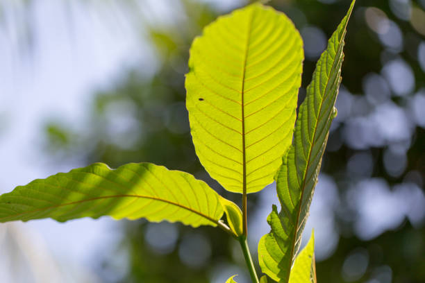 hojas de mitragyna speciosa (kratom), drogas y plantas medicinales en tailandia. - depressant fotografías e imágenes de stock