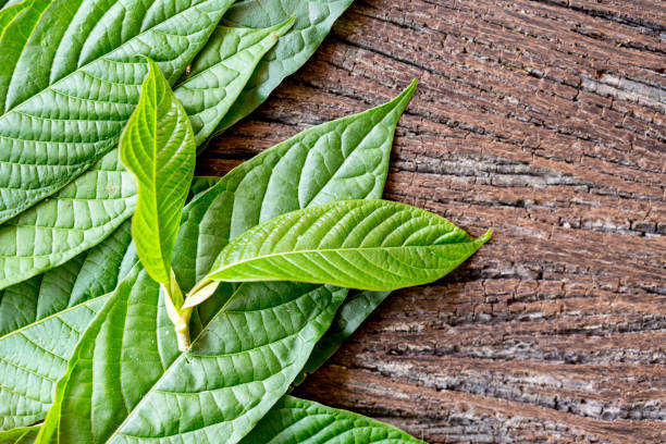 hojas de mitragyna speciosa (kratom), drogas y plantas medicinales en tailandia. - depressant fotografías e imágenes de stock