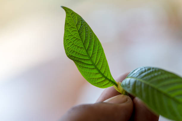 hojas de mitragyna speciosa (kratom), drogas y plantas medicinales en tailandia. - depressant fotografías e imágenes de stock