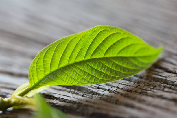 hojas de mitragyna speciosa (kratom), drogas y plantas medicinales en tailandia. - depressant fotografías e imágenes de stock