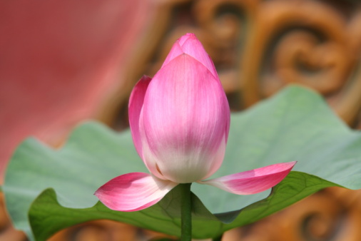 Pink lotus flower